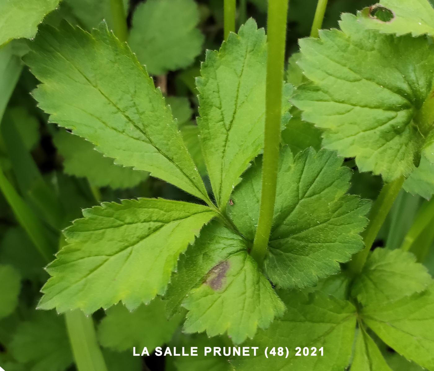 Avens, Wood leaf